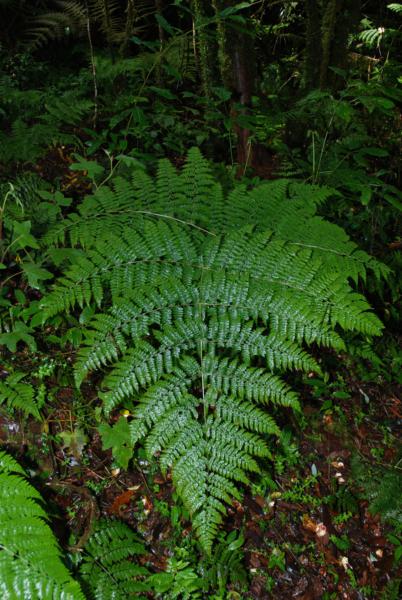 Habit