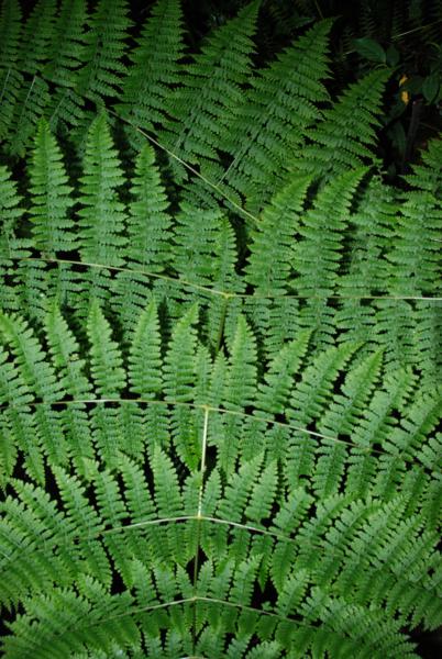 Frond architechture