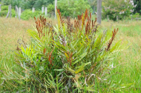 Habit