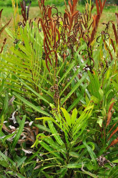 Habit