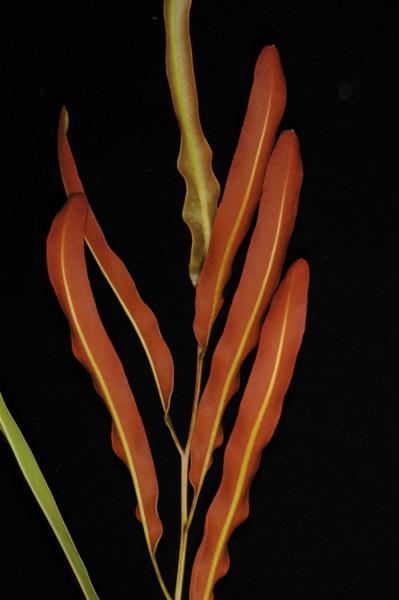 Fertile pinnae