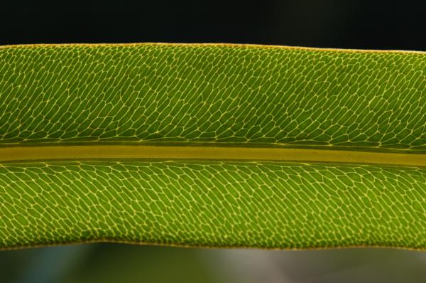 Venation