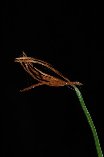 Older fertile part of frond