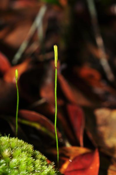 Habit