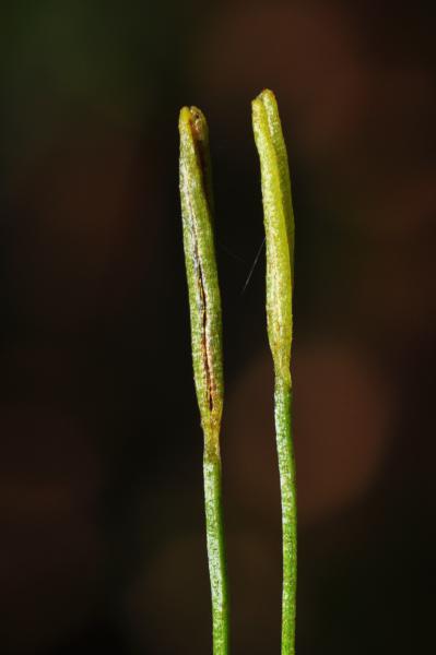 Fertile section