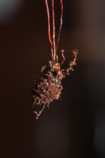 Rhizome