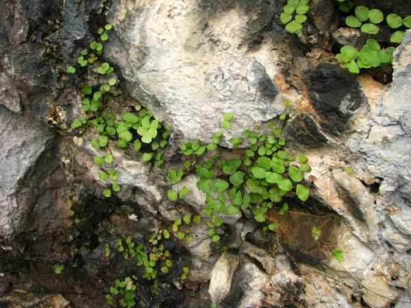 Habit