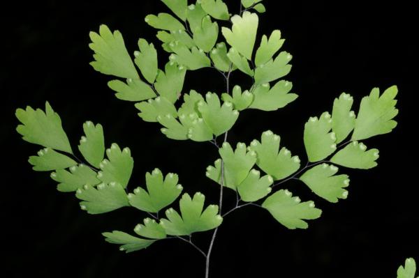 Frond