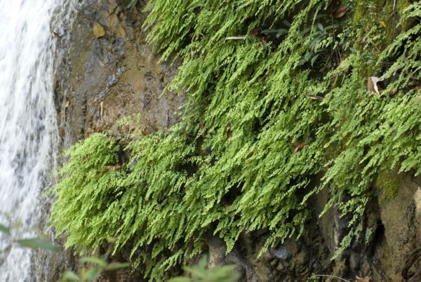 Habit