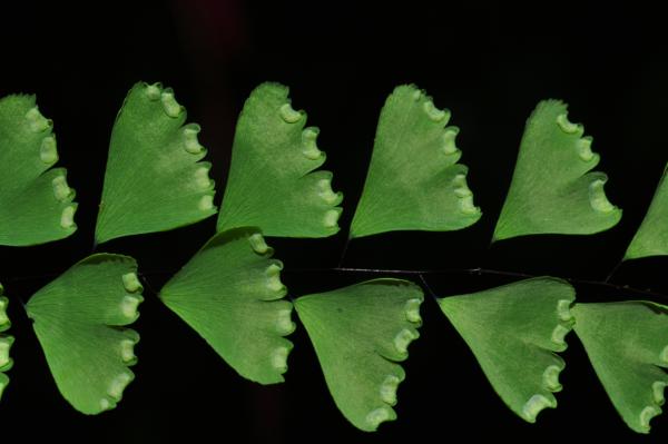 Lower surface of pinnae
