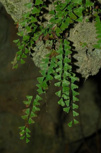 Habit