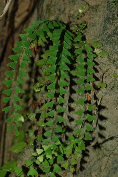 Habit