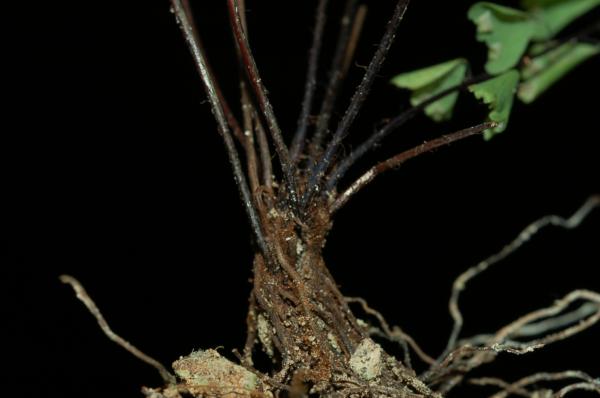 Rhizome