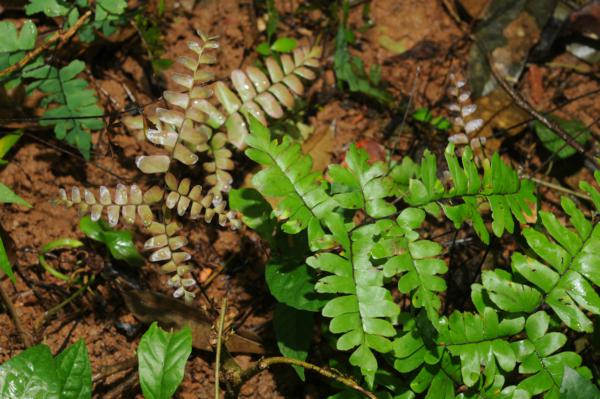 Young frond