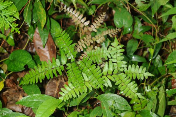 Habit