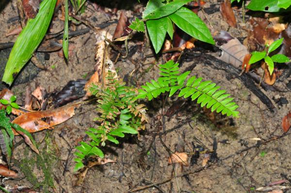 Habit