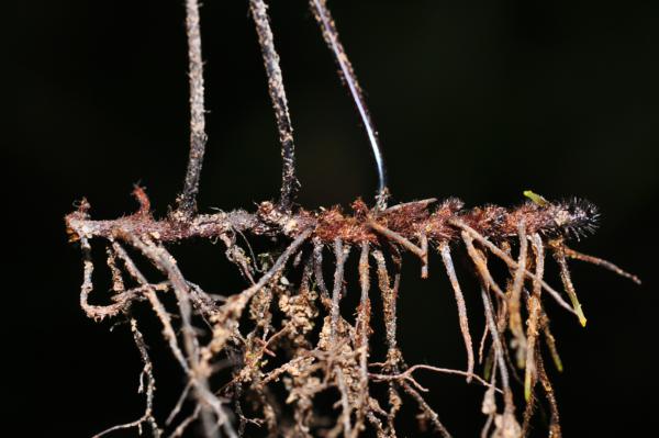 Rhizome