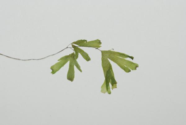Frond