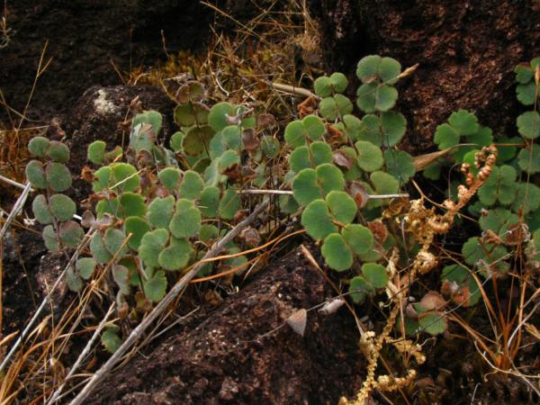 Habit