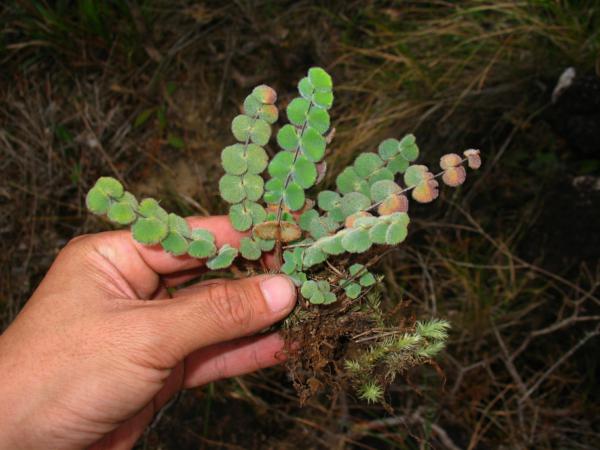 Whole plant