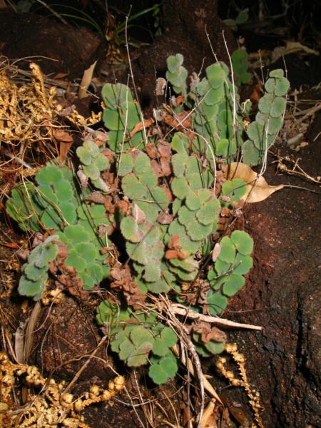 Habit