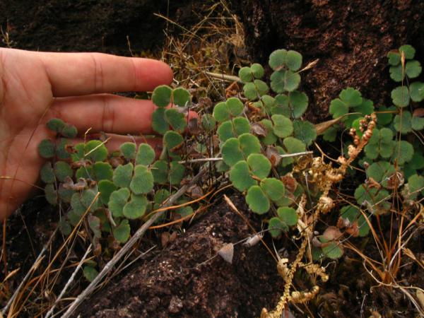 Habit