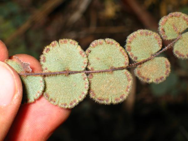 Lower surface of pinnae with sori