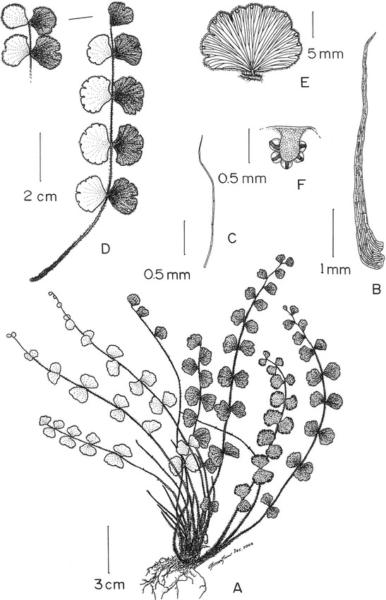 A. Habit; B. Scale; C. Hair; D. Frond; E. Pinna.