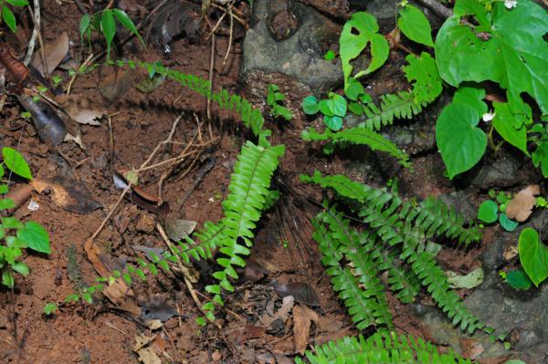 Habit