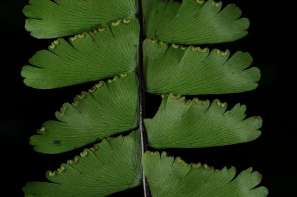 Lower surface of lamina and young sori
