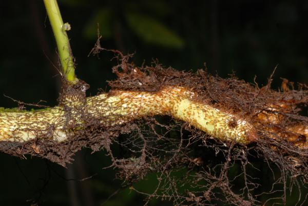 Rhizome