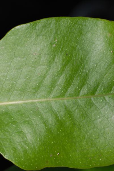 Sterile pinna, upper surface