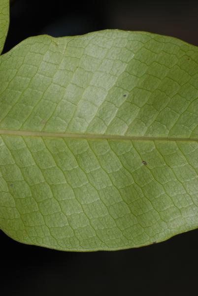 Sterile pinna, lower surface