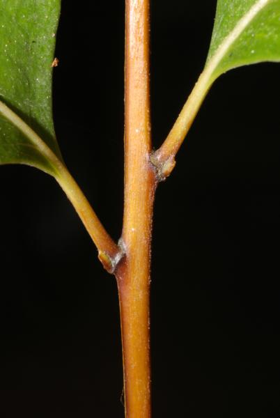 Rachis and pinnae stalks