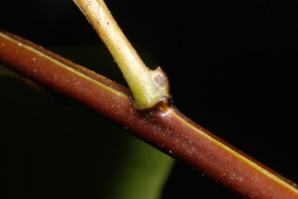 Pinna stalk.