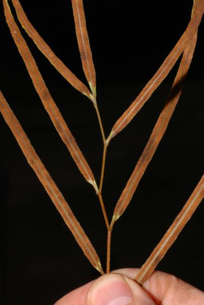 Fertile pinnae