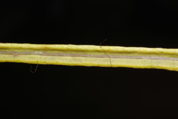 Fertile pinna, upper surface