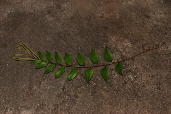 Whole frond
