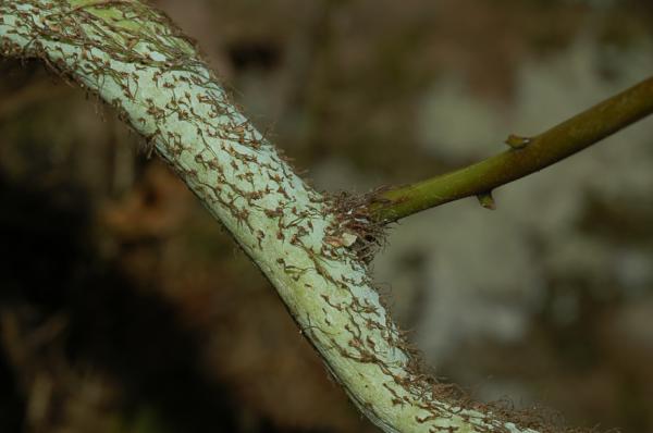 Rhizome