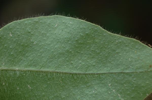 Sterile pinna, lower surface