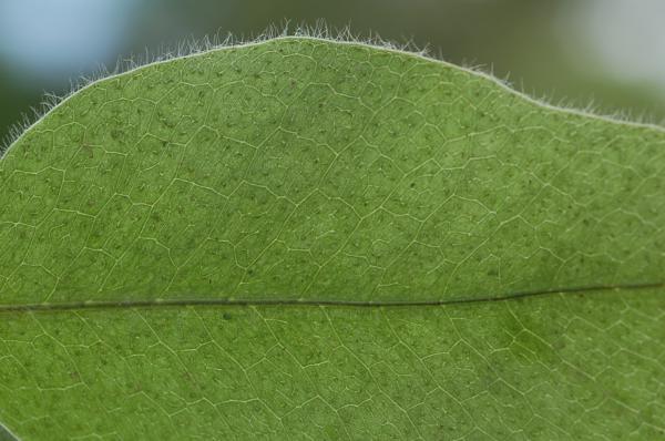 Venation
