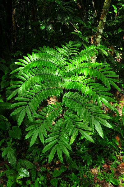 Frond