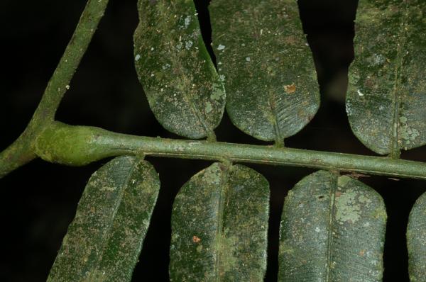 Branching within frond