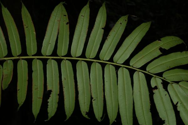 Pinnules