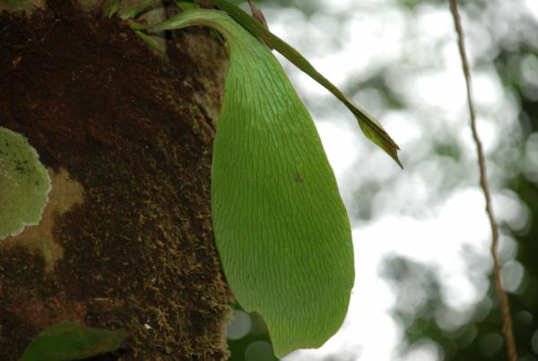 Habit