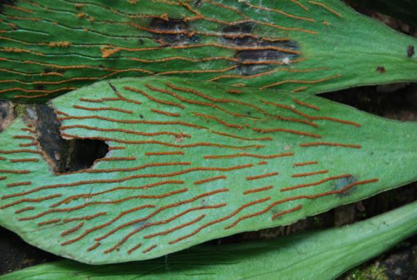 Lower surface of frond