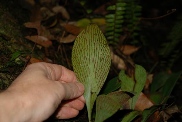 Reticulate pattern of sori
