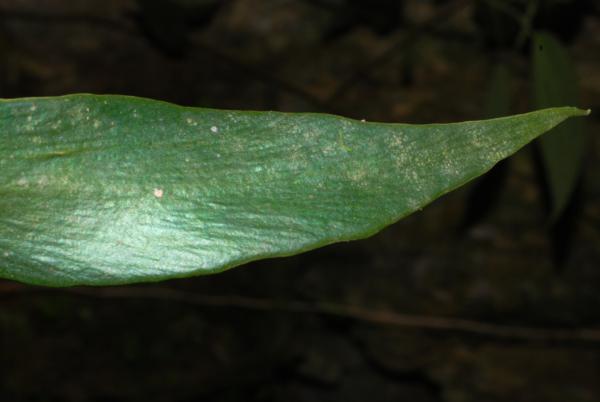 Frond apex