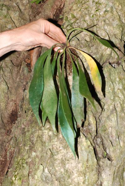 Whole plant from above