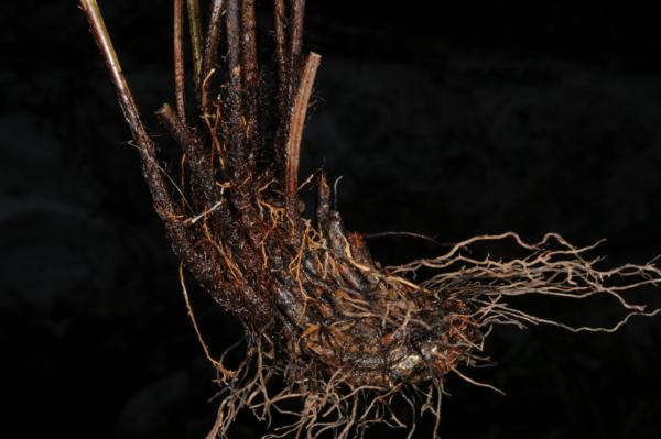 Rhizome